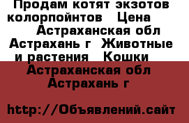 Продам котят экзотов колорпойнтов › Цена ­ 2 500 - Астраханская обл., Астрахань г. Животные и растения » Кошки   . Астраханская обл.,Астрахань г.